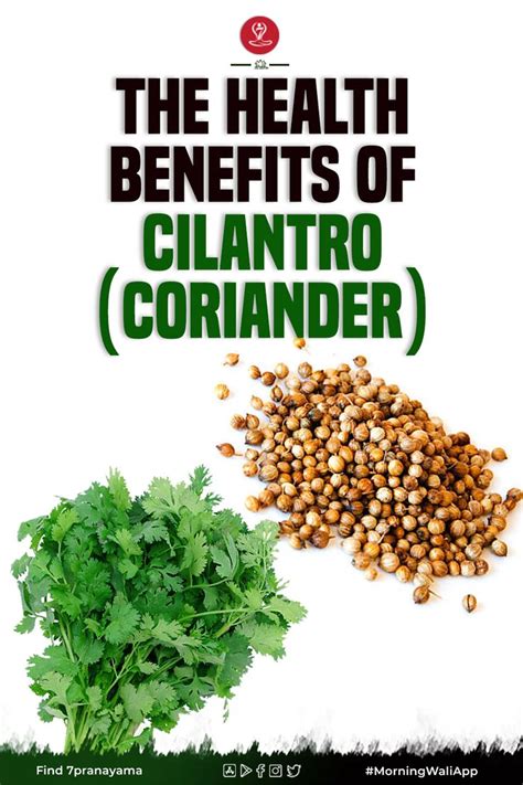 coriander benefits and side effects.